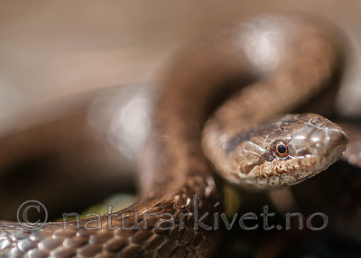 BB 11 0445 / Coronella austriaca / Slettsnok